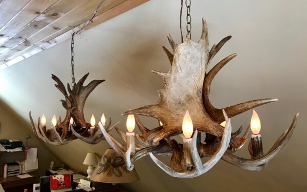 moose whitetail chandelier